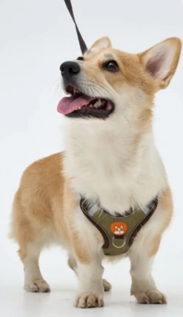 Шлейка-жилет с поводком "Кот пёс" р-р XL