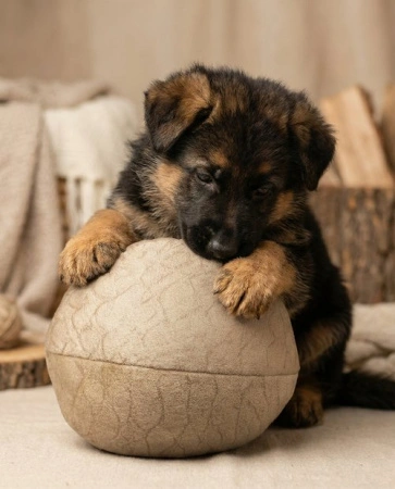 184 Игрушка для собак мяч текстиль 15см