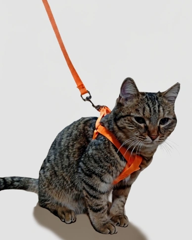 Шлейка с поводком EV-62 однотонная цветная 1,5см*1шт