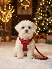 Шлейка-жилет с поводком EV-75 "Бабочка" 1,5см*1шт