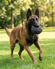 184 Игрушка для собак мяч текстиль 15см